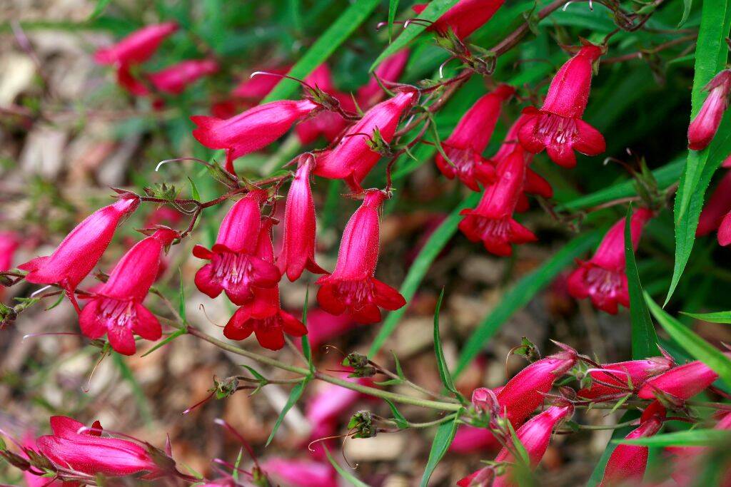 <p>Penstemon flowers are a gardener's best friend. Their vibrant colors and sturdy stems allow them to last up to a month or more in gardens. </p> <p>Their petals are also highly resilient and exposed to cold temperatures, meaning they can endure cold-weather climates. Moreover, Penstemons are drought-tolerant and can survive intense heat, giving gardeners beautiful blooms for lengthy periods.</p>