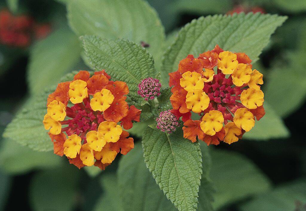 <p>Lantana plants are long-lived and thrive in garden settings. They are known for their vibrant, multi-colored blooms that range from pink to yellow, orange, and red. </p> <p>These low-maintenance plants can survive for years with proper care, and their colors can change over time as the plant matures. Lantanas are a popular choice for gardeners looking to sprinkle in some color and longevity to their landscape. </p>