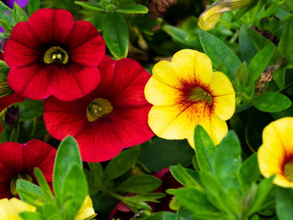 <p>Calibrachoa plants are known for their long lifespan and durability. They have a compact growth habit and produce abundant flowers in a variety of colors. Their strong stems and disease-resistant nature make them a popular choice for gardeners. </p> <p>With proper care, Calibrachoa plants can last for several years, making them a great investment for any garden. </p>