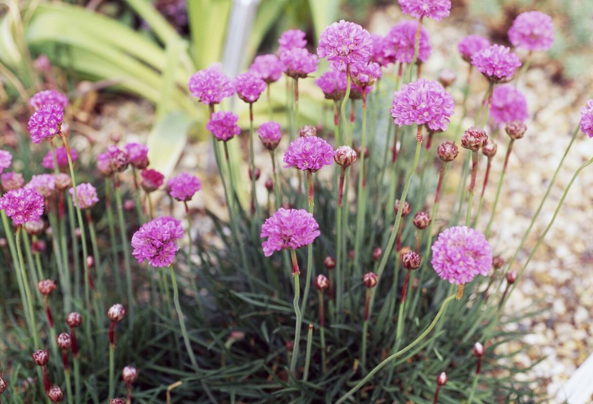 <p>Thrift plants, also known as sea pinks, are an excellent addition to any garden due to their longevity and low maintenance. These perennials thrive in coastal regions and produce large masses of pink or white blooms, making them ideal for rock gardens or borders. </p> <p>Once established, they require minimal watering and fertilizer, making them an ideal choice for the busy gardener. Grow thrift plants for a reliable, long-lasting addition to your garden.</p>