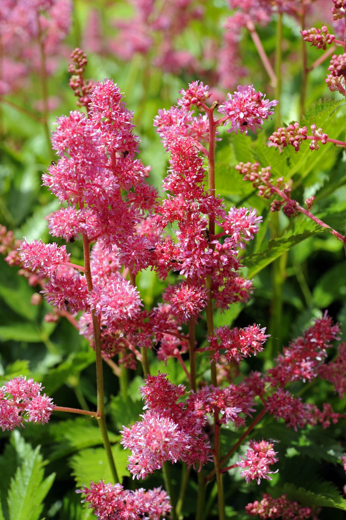 <p>Astilbe plants are an excellent addition to any garden for both amateur and professional gardeners. This perennial plant is known for its long-lasting feathery flowers that come in shades of pink, white, red, and lavender. </p> <p>Astilbes are easy to grow and thrive in moist soil with partial shade, making them ideal for planting in shaded areas. With proper care, these plants can last for years, providing a beautiful burst of color to any garden. </p>
