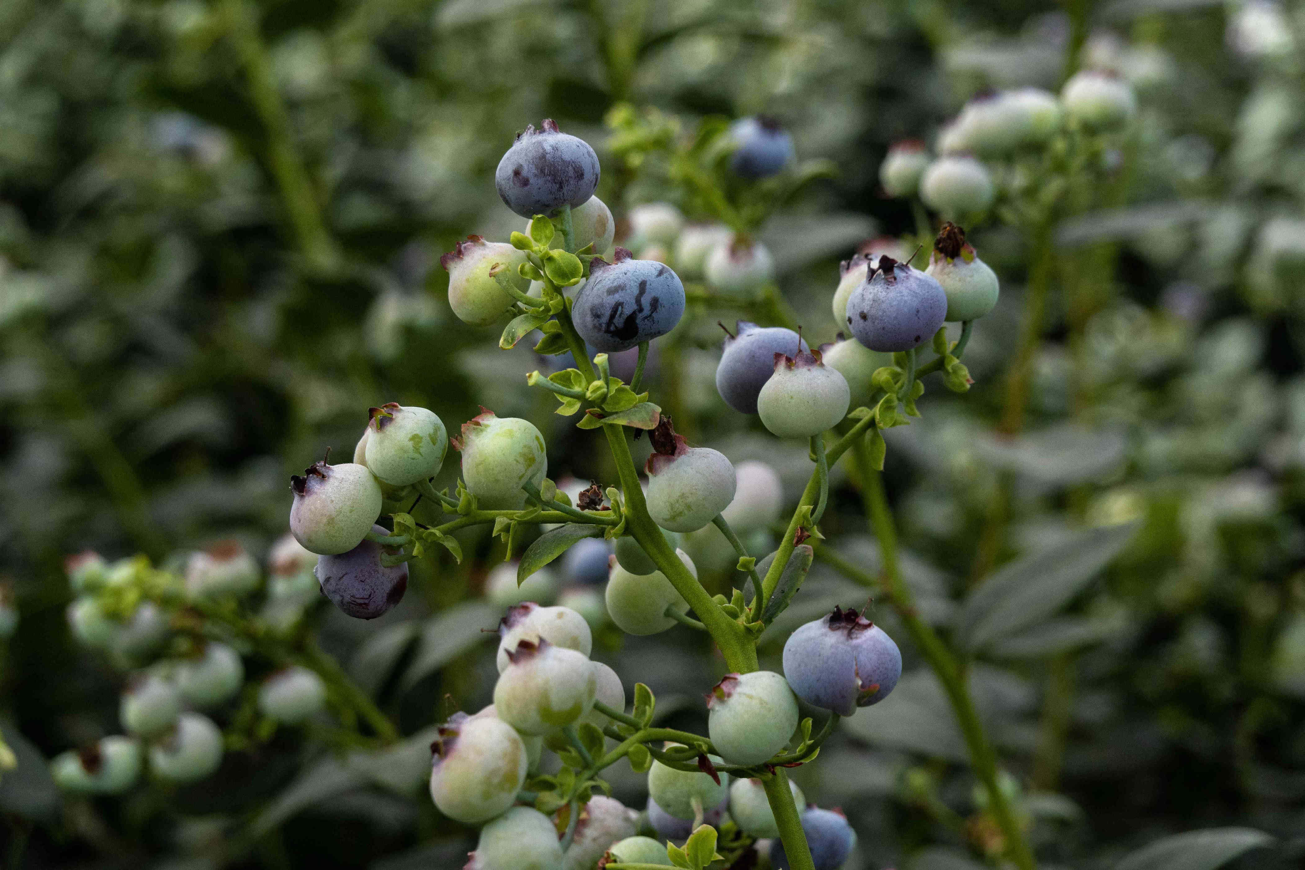 the 9 best companion plants for blueberries (and those to avoid)