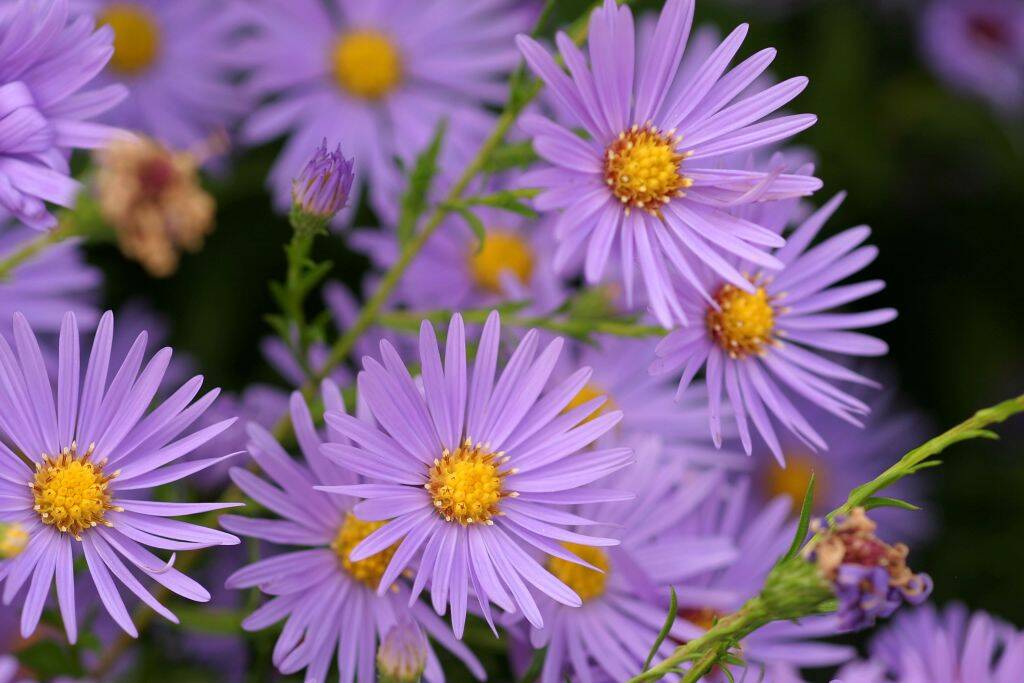 <p>Asters are a popular choice for gardeners due to their long-lasting beauty. These flowers can bloom for weeks, adding bursts of color to any garden. One key secret to their longevity lies in their hardy nature and ability to tolerate cooler temperatures. </p> <p>To ensure healthy growth, plant asters in soil that is rich in organic matter and provide them with plenty of sunlight. Keep an eye out for pests and diseases, and water regularly to prevent wilting.</p>