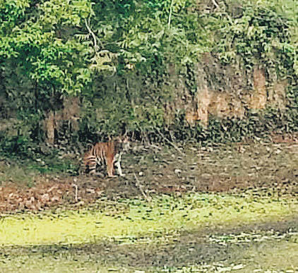 Karnataka foresters out to catch tiger stung by bees