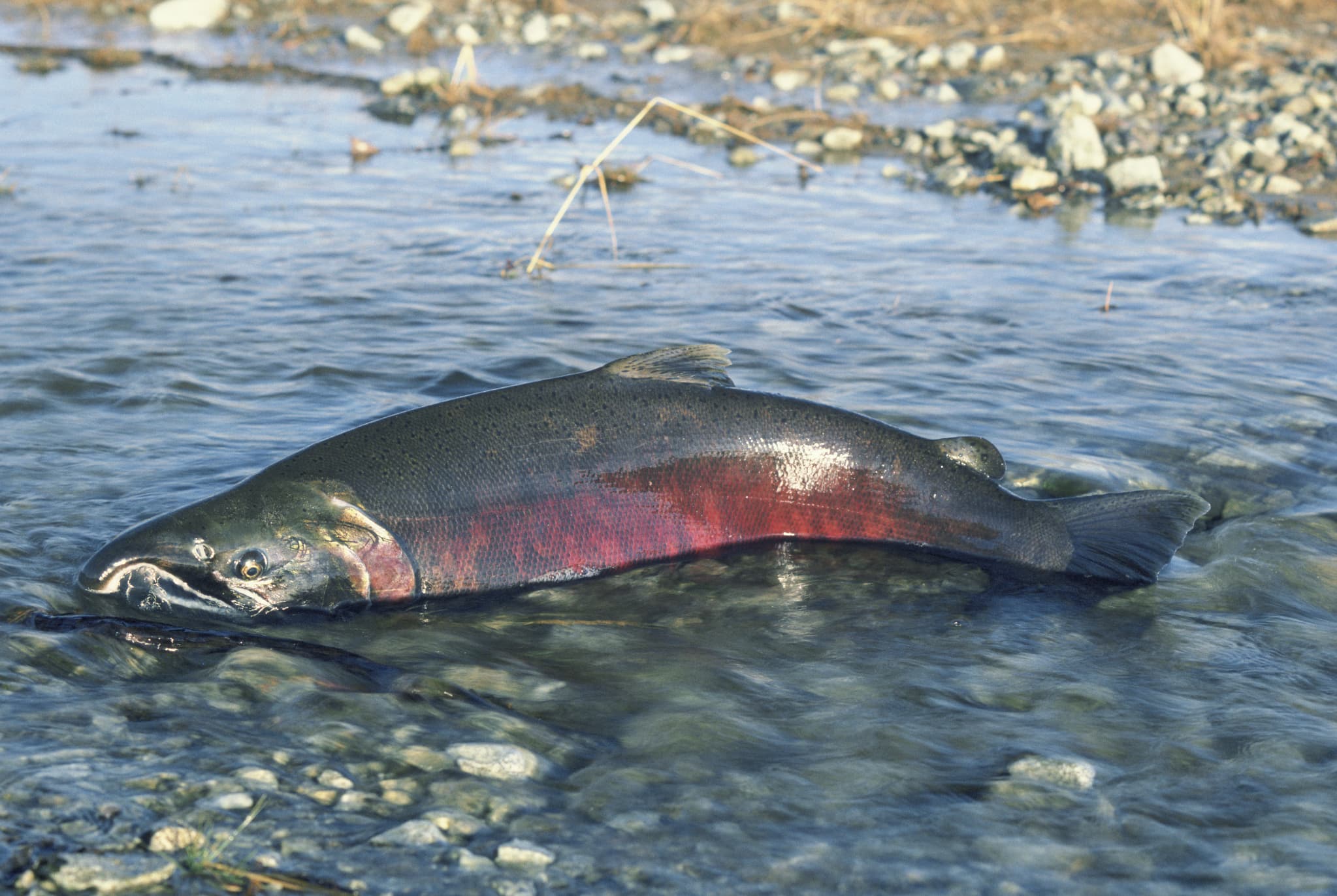 réchauffement climatique: la pêche au saumon interdite pour la deuxième année de suite en californie