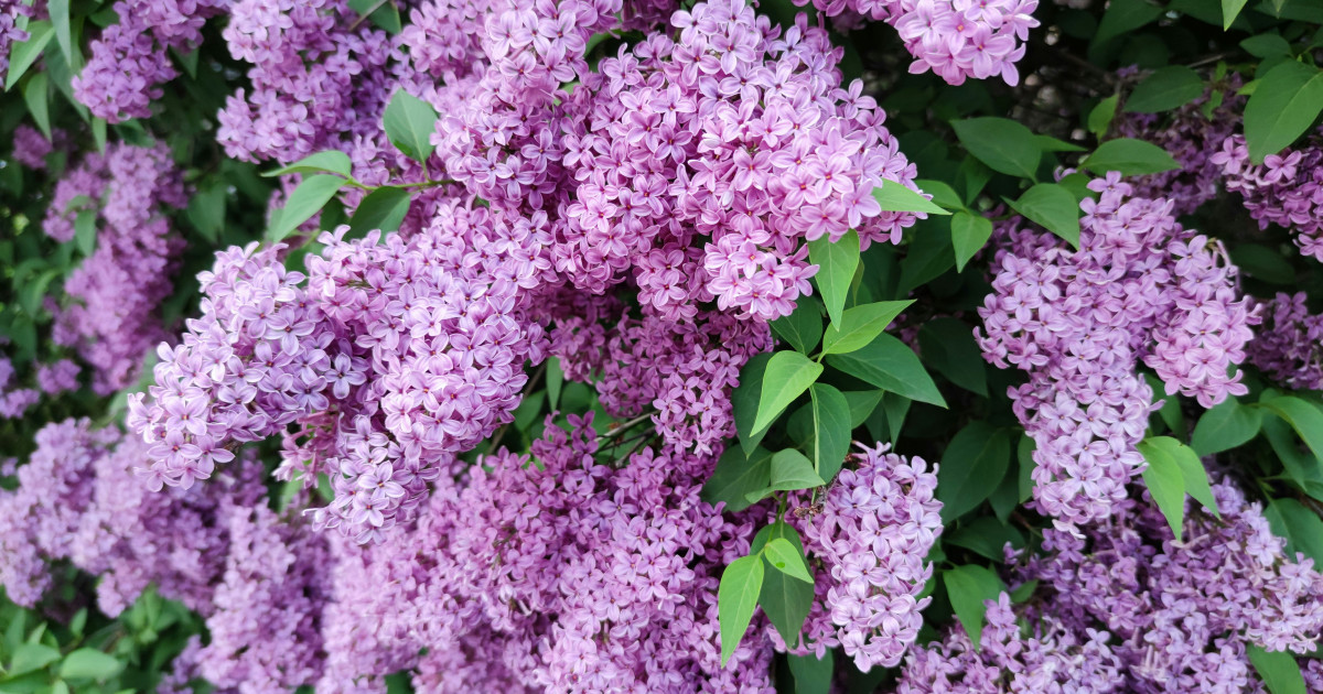 a 8 legjobb illatú virág, amit érdemes a kertbe ültetni