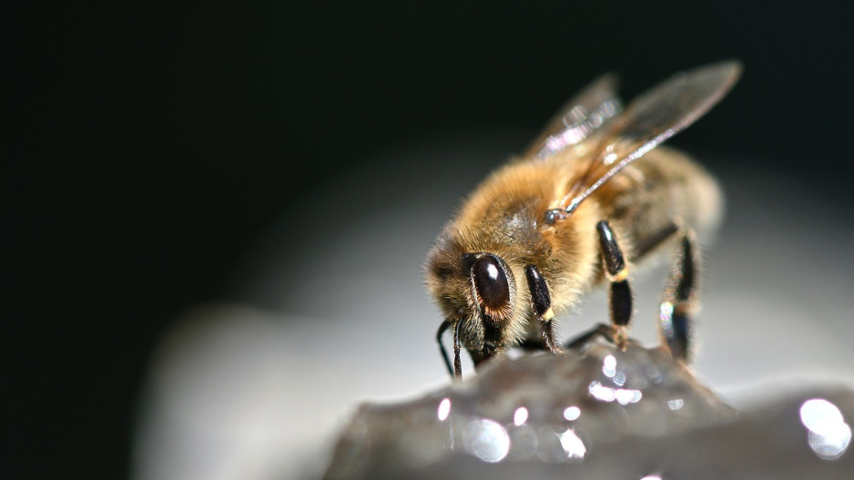 kvíz: včely jsou pro nás životně důležité. vyzkoušejte, kolik toho o nich víte