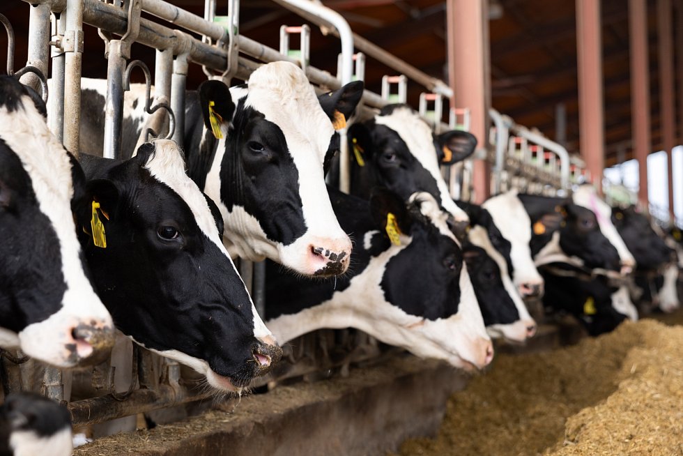 kráva s lidským dna v mléce produkuje inzulín. významně pomůže léčbě cukrovky