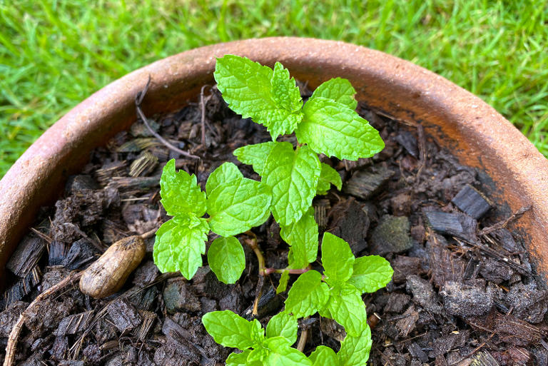 Growing Spearmint From Seed