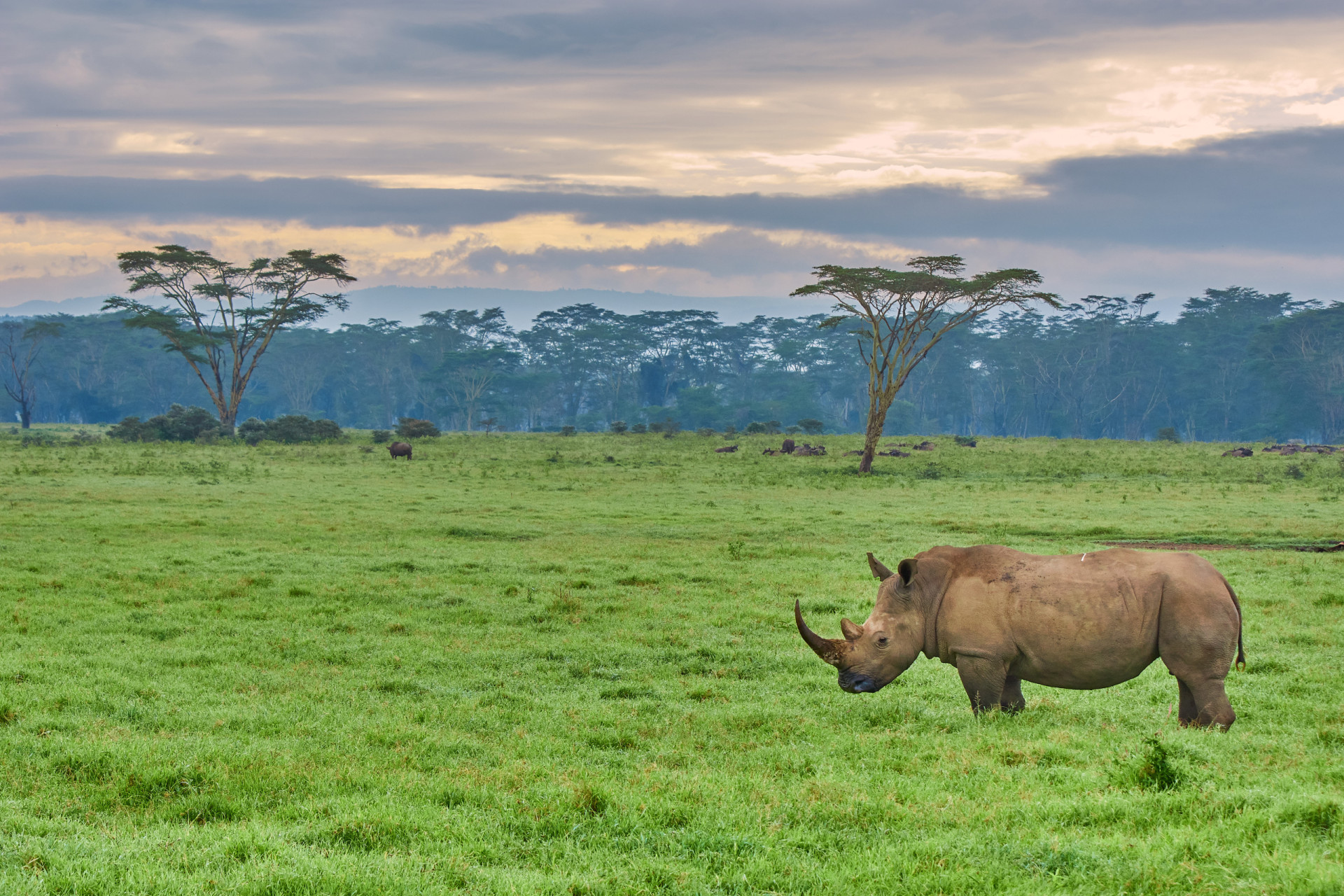 The most endangered animals in Africa