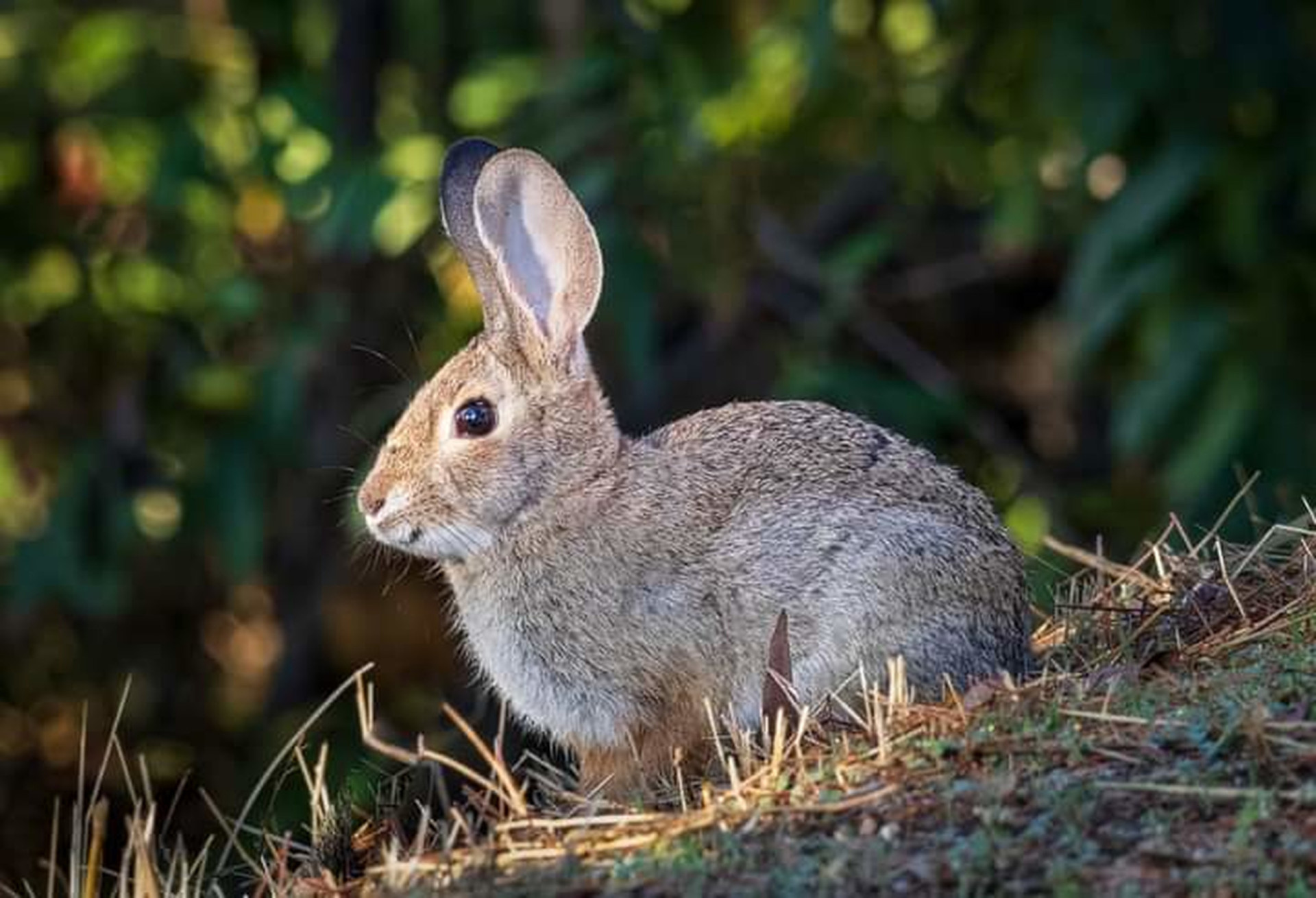 The most endangered animals in Africa