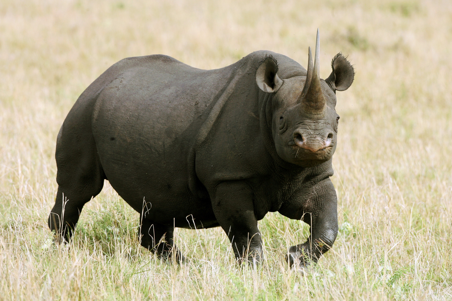 the-most-endangered-animals-in-africa