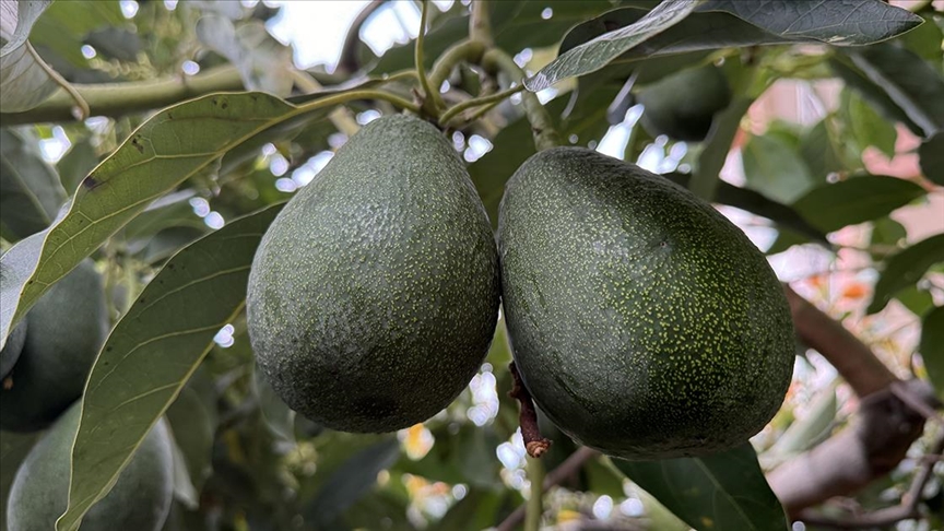 alanya'da avokado üretim alanı 12 yılda 66 kat arttı