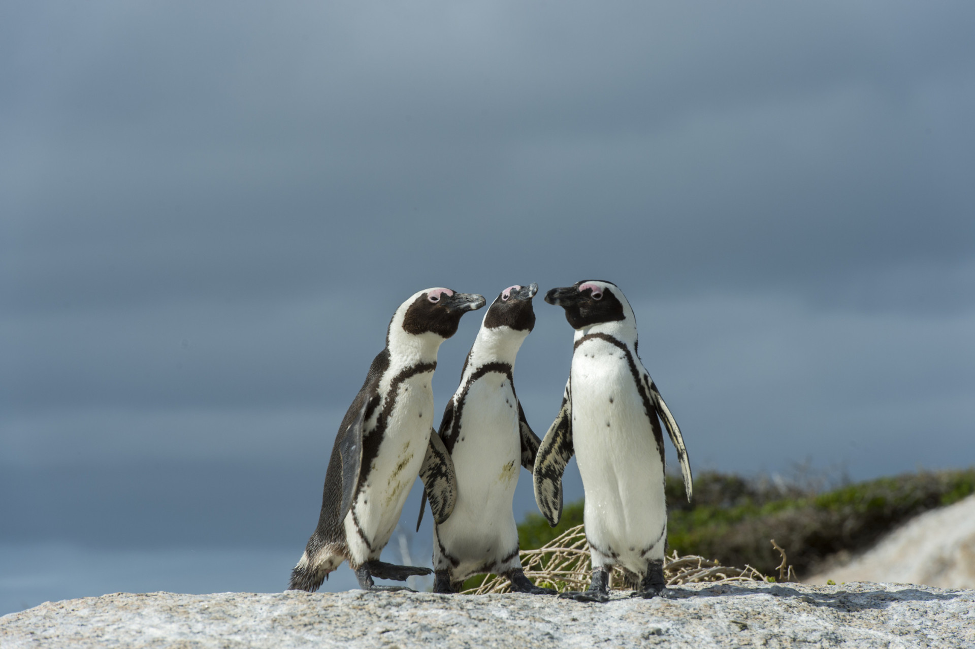 The most endangered animals in Africa