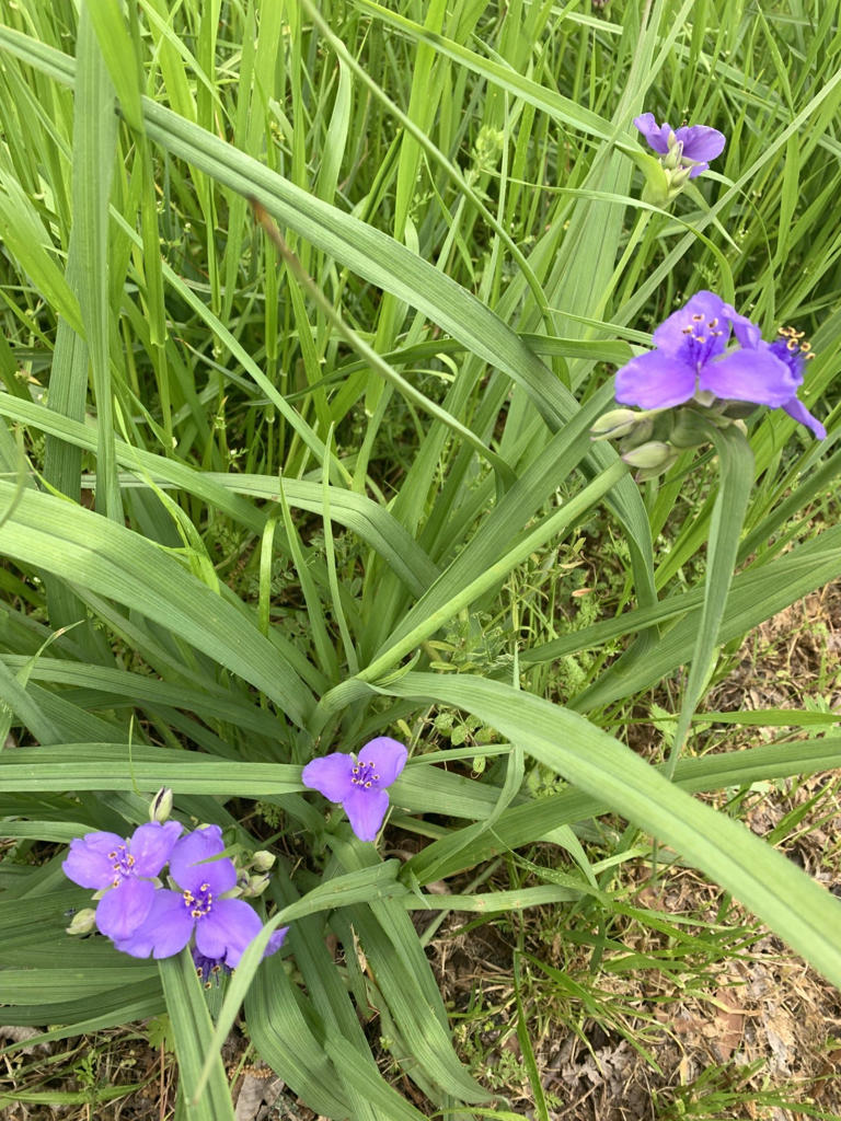 Plant these wildflowers in Wilmington landscapes when you can't mow the ...