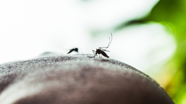 vegyszermentes szúnyogirtó tablettát osztanak a dunaújvárosiaknak