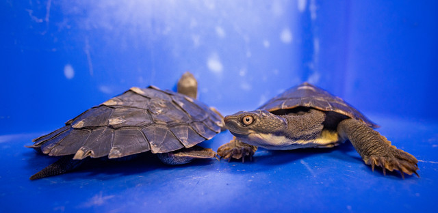 Largest Group Of Snapping Turtles Released Back Into The Wild After 