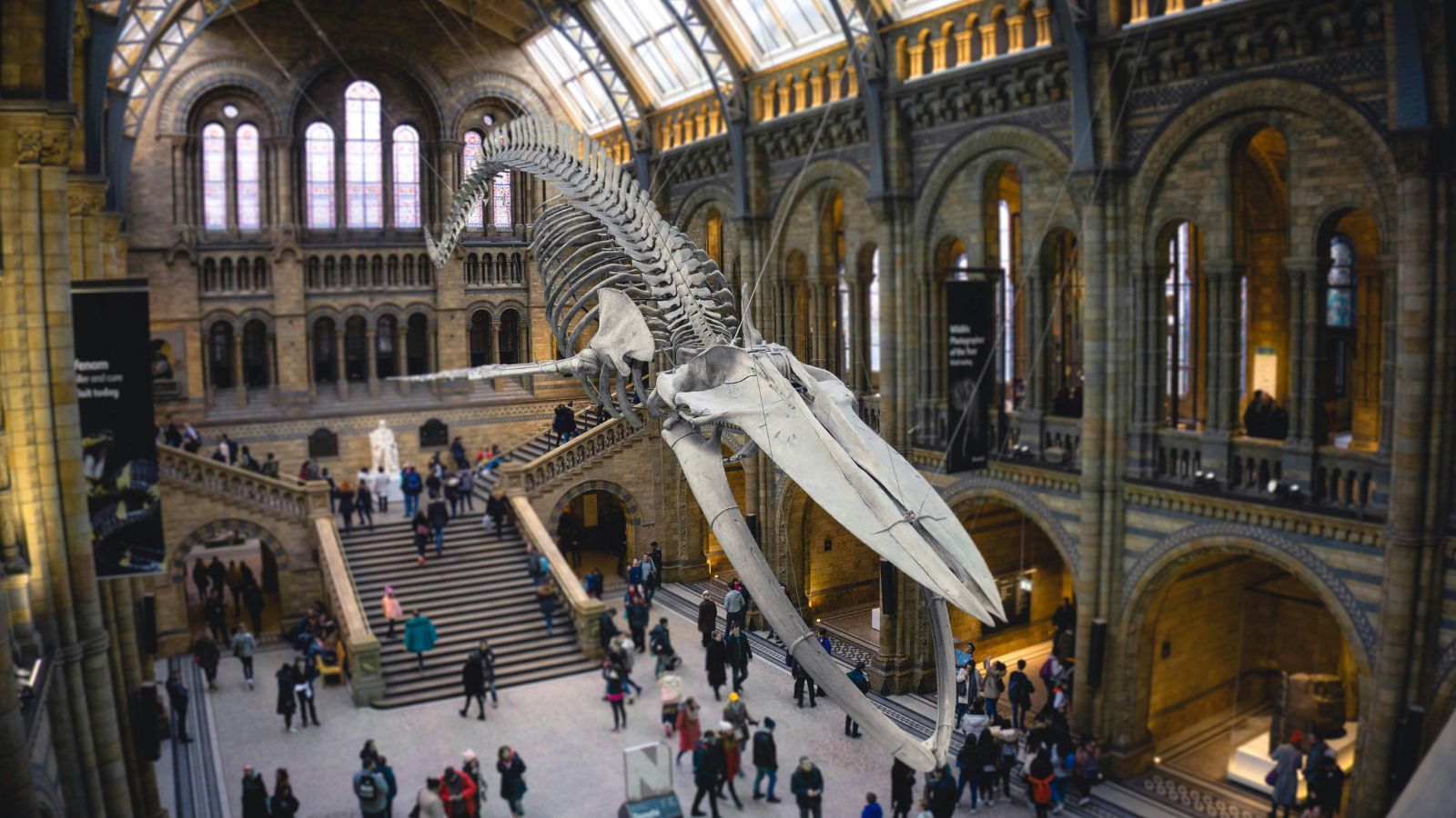 <p>Located in South Kensington, the <a href="https://www.visitlondon.com/things-to-do/place/427179-natural-history-museum#:~:text=Is%20the%20Natural%20History%20Museum,timed%20entry%20ticket%20is%20recommended.">National History Museum</a> has several million artifacts dedicated to life and earth sciences. It boasts specimens collected by Charles Darwin and has an extensive and ornate dinosaur structure, which is why thousands of tourists visit daily. Luckily, entrance is free, but temporary exhibitions may be paired with a small fee. This is why it is recommended that tourists pre-book a timed entry ticket.</p>