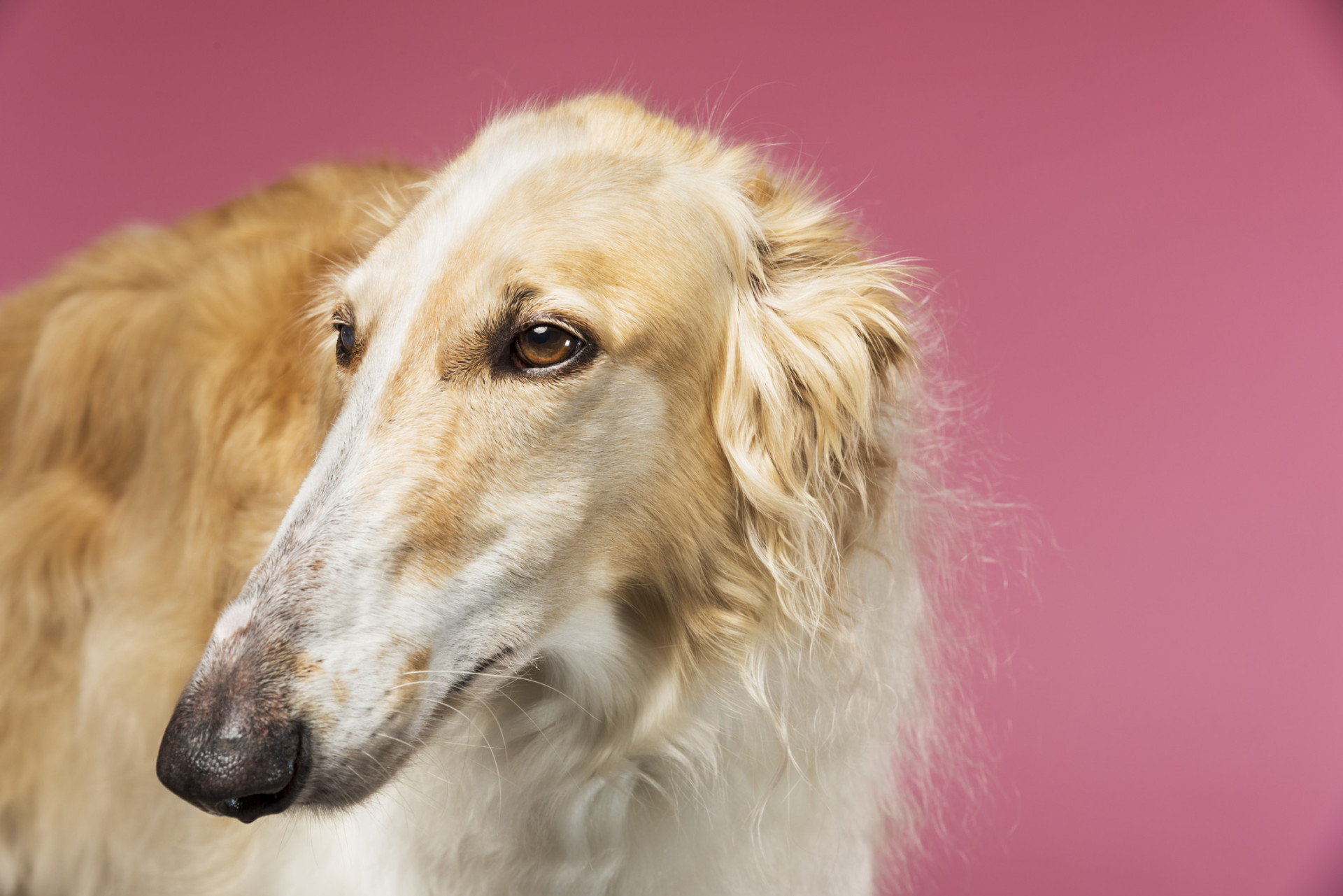 Dog breeds with seriously bizarre features