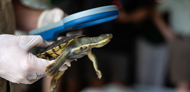 Largest Group Of Snapping Turtles Released Back Into The Wild After 