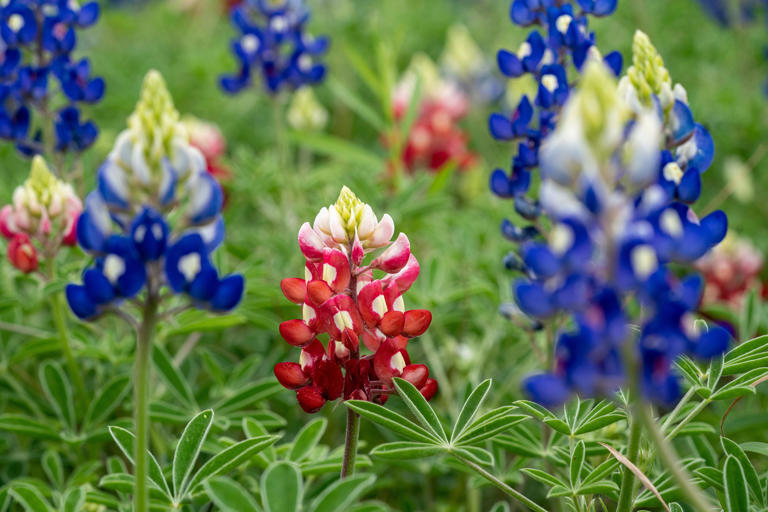 Here's The Reason Some Texas Bluebonnets Are Maroon — (yes, It's An 