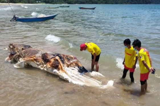 인어? 고래?…말레이시아 해변서 발견된 거대 사체의 정체는