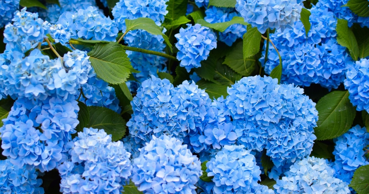 skal dine hortensiaer være pink eller blå? sådan skifter du nemt farve på de smukke blomster