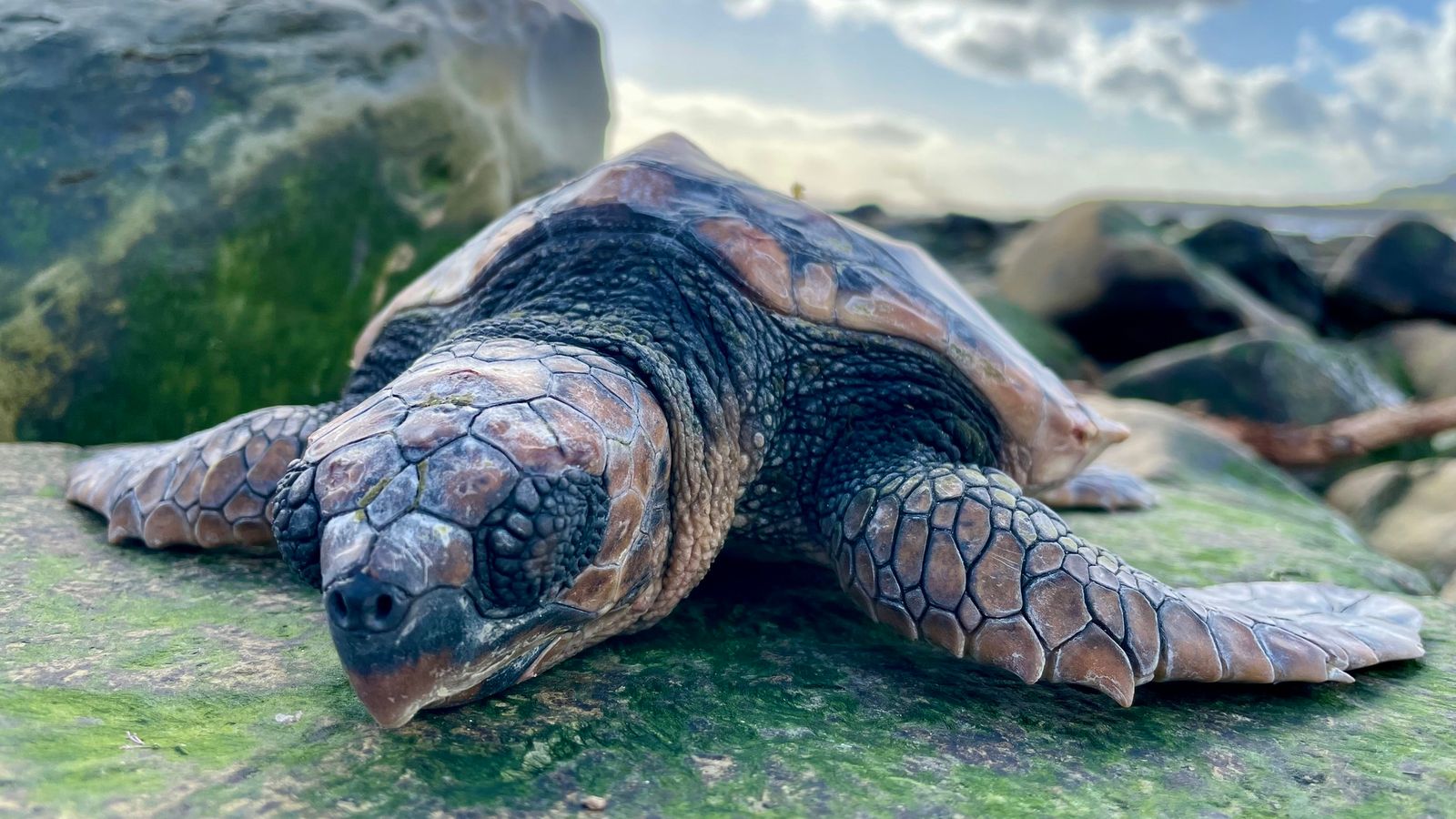 loggerhead turtles wash up in uk - thousands of miles away from home