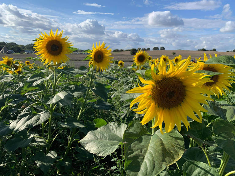 You can see some of the most beautiful flower fields on Earth right ...