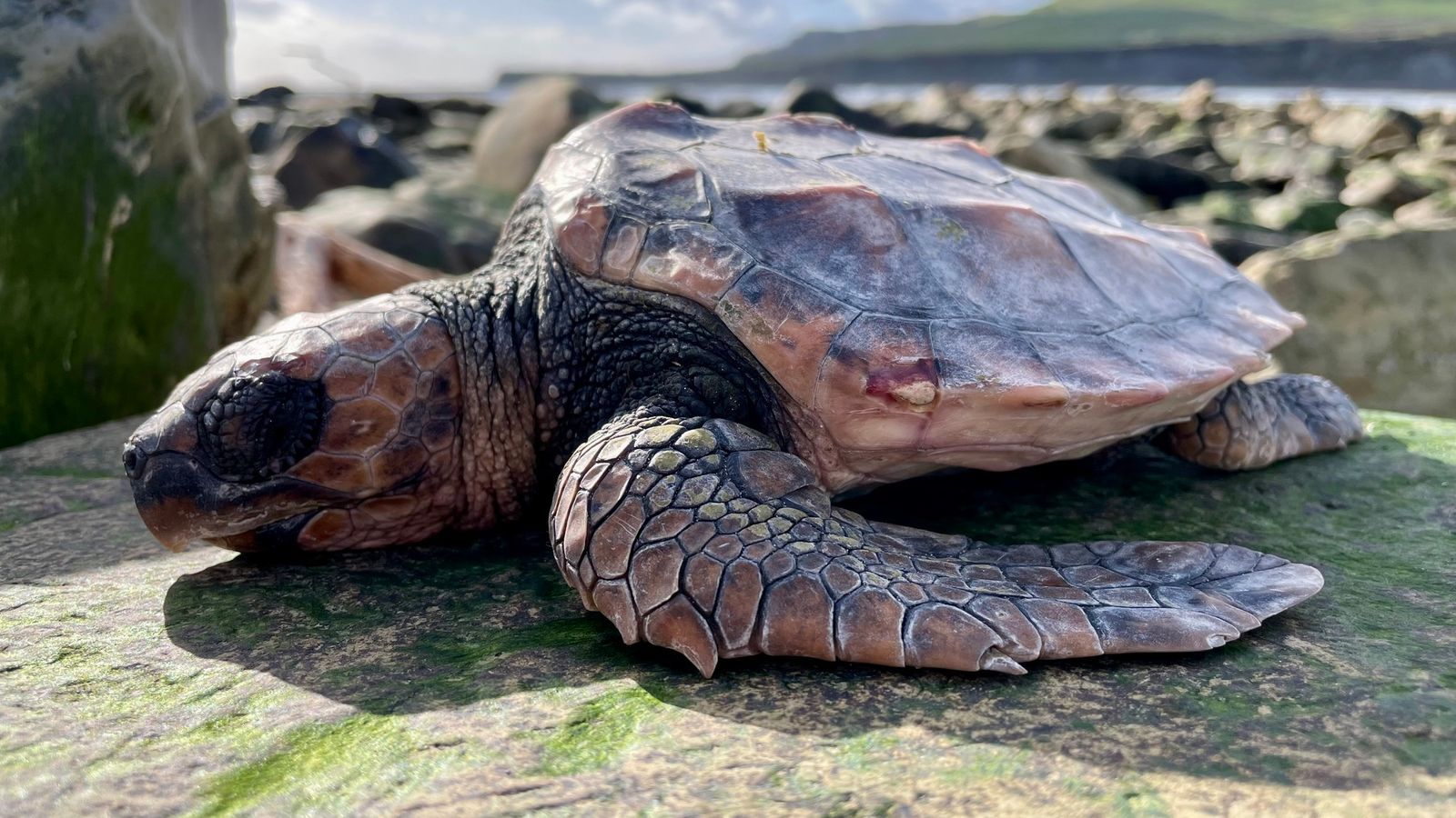 loggerhead turtles wash up in uk - thousands of miles away from home