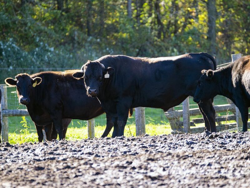 25 popular cow breeds that farmers (and everyone else) love