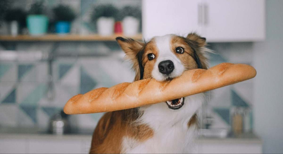 qué le pasa a tu perro cuando come pan