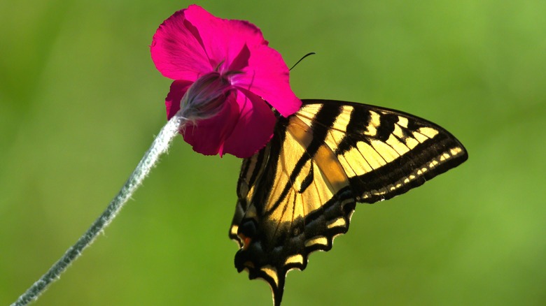 the beautiful ornamental plant that deer and other pests will leave alone