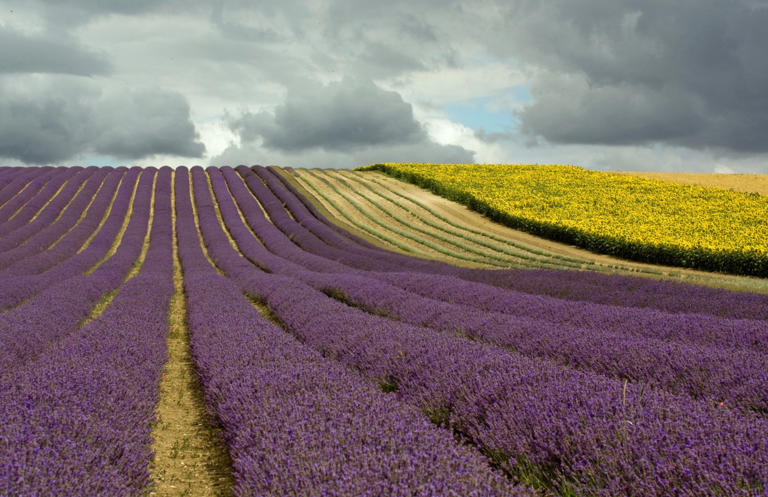 You Can See Some Of The Most Beautiful Flower Fields On Earth Right 