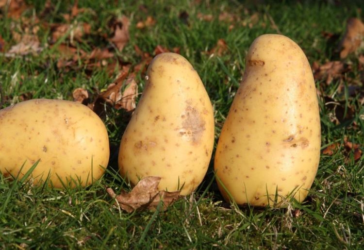 voici sept variétés de pommes de terre et nos conseils pour les cultiver