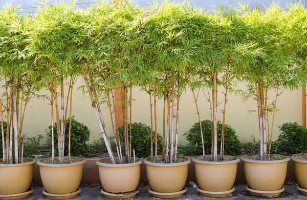 cultiver des bambous en pot