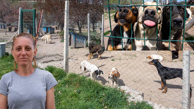 bahçesinde 180 köpeğe bakan gönüllüye, 1 milyon 731 bin 600 lira para cezası