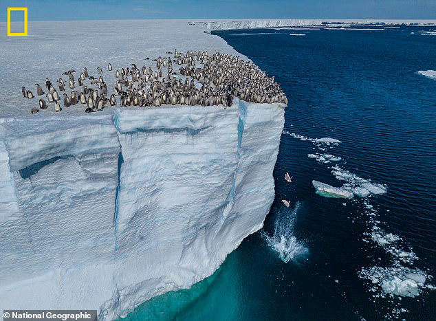 Watch the moment baby penguins jump from 50ft ice cliff in Antarctica