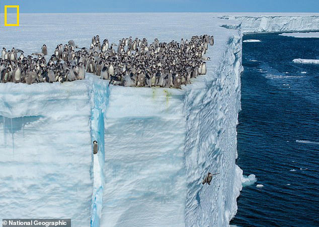 Watch the moment baby penguins jump from 50ft ice cliff in Antarctica