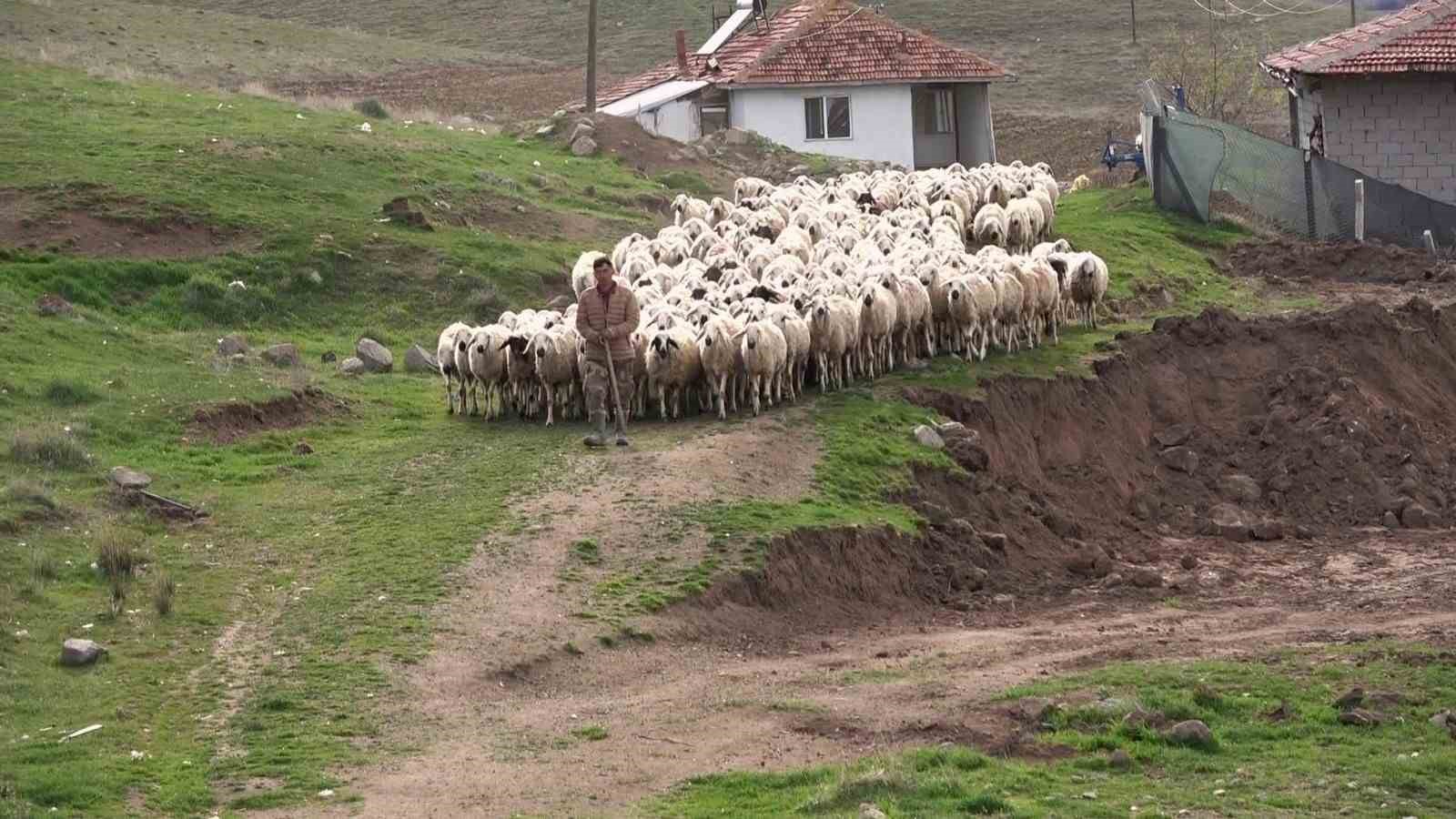 öğretmenliği bıraktı, köyüne dönüp koyun yetiştiriciliğine başladı