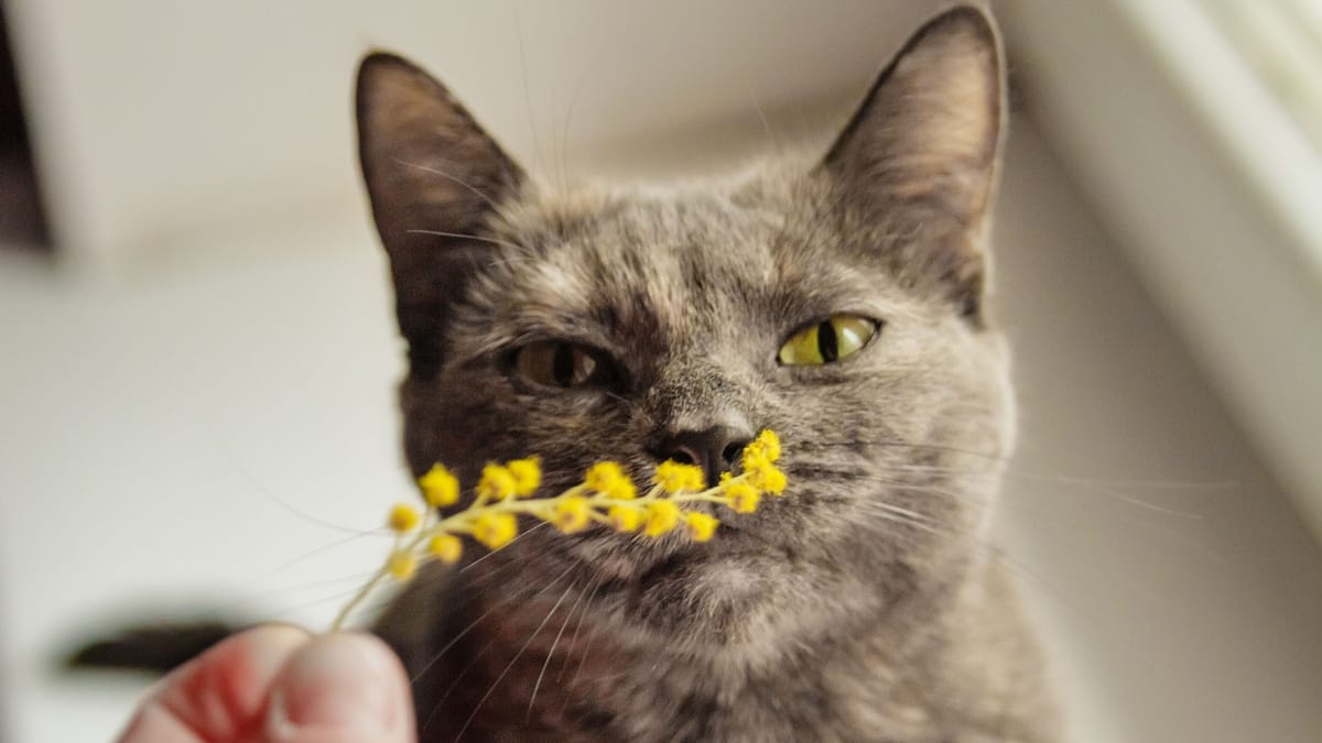 ¿la mimosa es tóxica para los gatos?