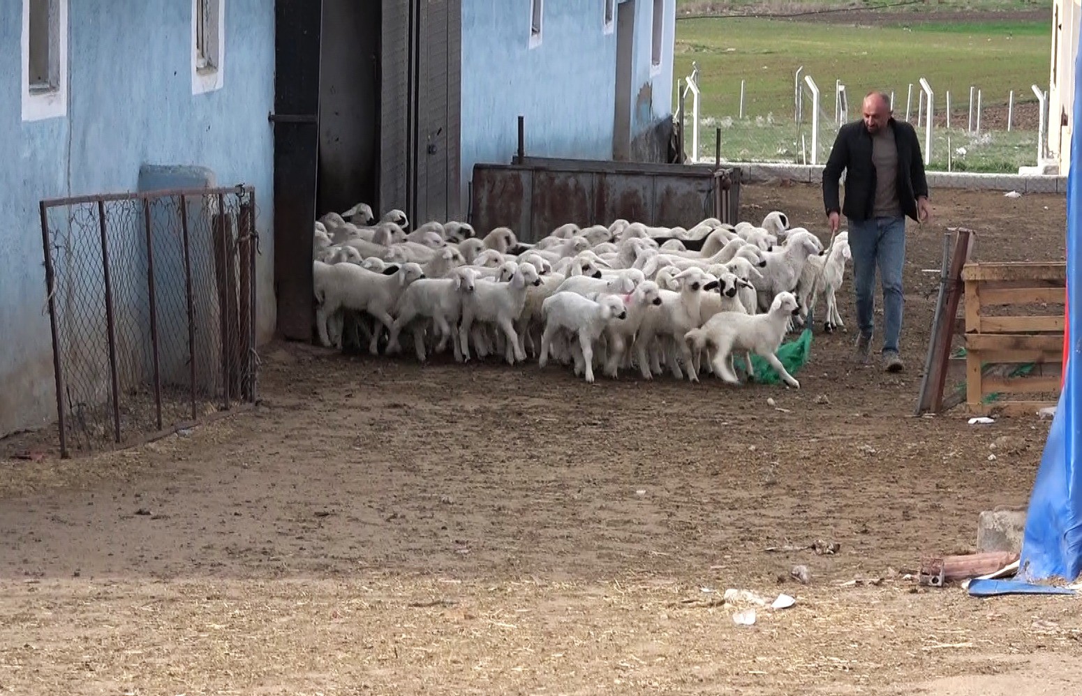 öğretmenliği bıraktı, köyüne dönüp koyun yetiştiriciliğine başladı