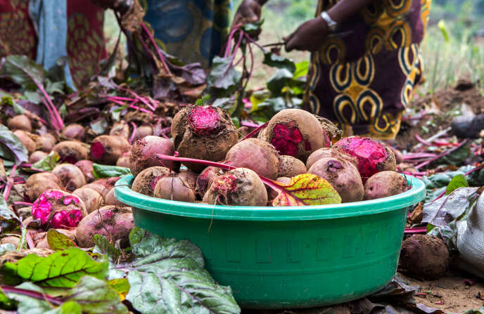 au rwanda, des agriculteurs « à contre-courant de la politique officielle »