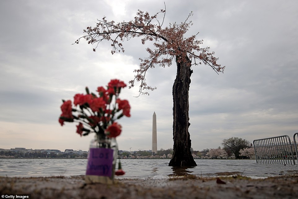 Japanese PM announces that 250 new cherry trees are gifted to DC