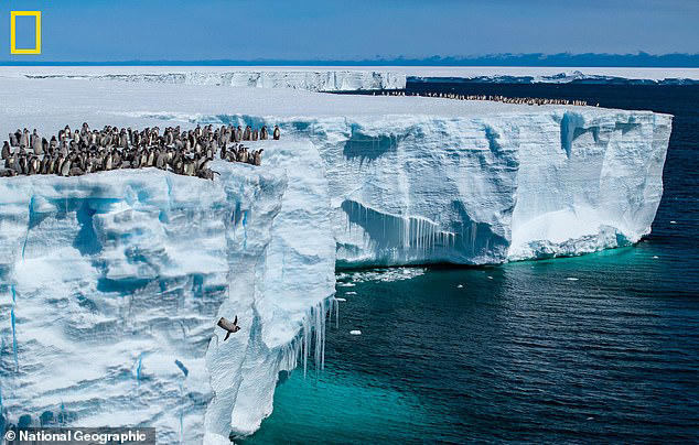 Watch the moment baby penguins jump from 50ft ice cliff in Antarctica