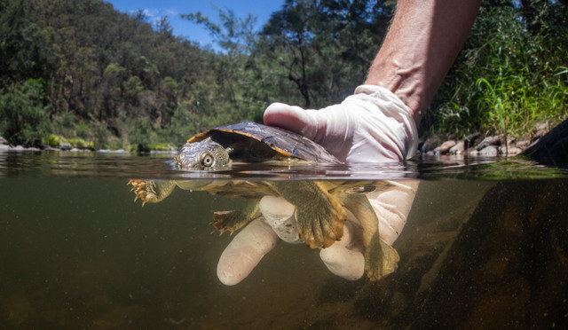 Largest Group Of Snapping Turtles Released Back Into The Wild After 