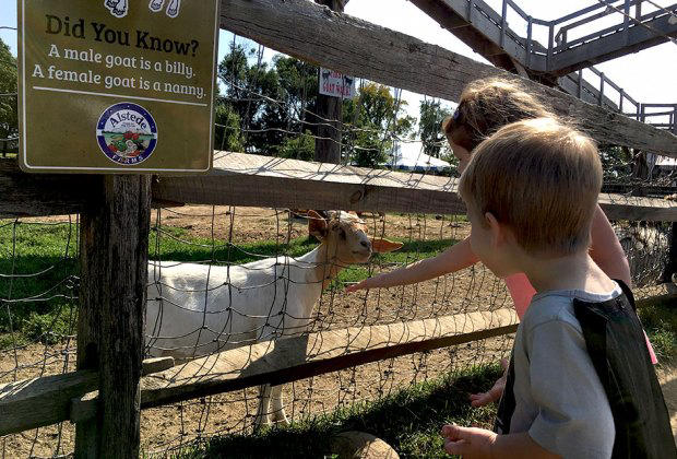 Meet the Animals at these New Jersey Petting Zoos and Animal Farms