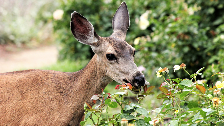 the beautiful ornamental plant that deer and other pests will leave alone