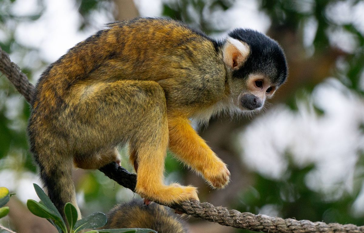 var : deux nouvelles mises en examen dans l’affaire du vol des singes écureuils au zoo