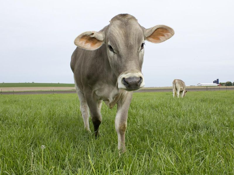 25 popular cow breeds that farmers (and everyone else) love